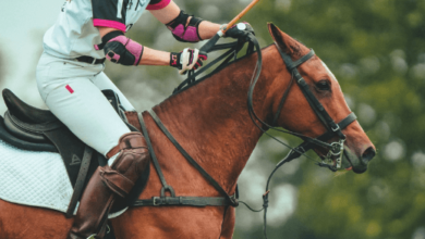 What are the training routines for polo ponies?