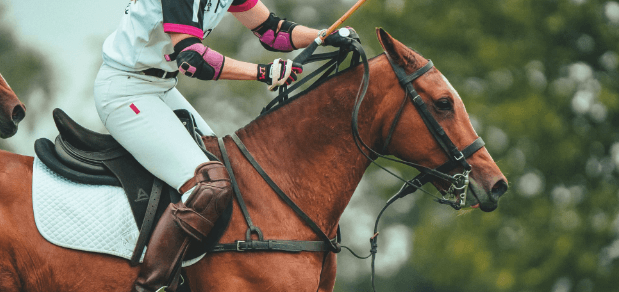 What are the training routines for polo ponies?