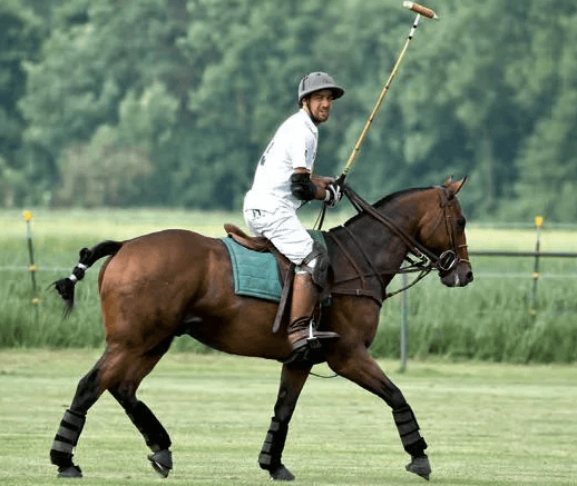 What are the training routines for polo ponies?