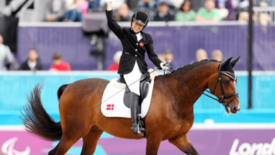 What are the classifications and categories in para-equestrian dressage?