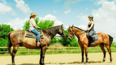 How does western riding differ from English riding in terms of technique and equipment?