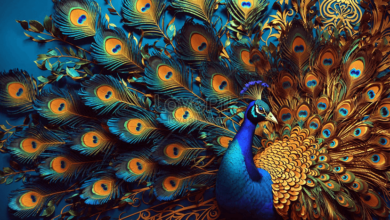 Beautiful:1itart6pd9k= Peacock