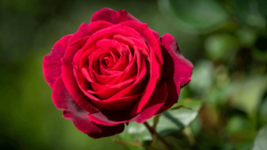 Beautiful:1hjudxnb6eu= Red Rose