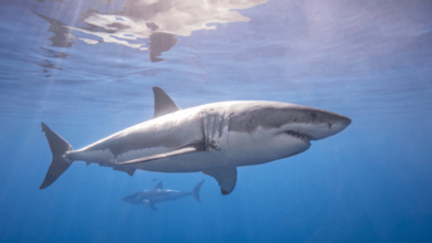 Cute:5uy7zv7omws= Great White Shark