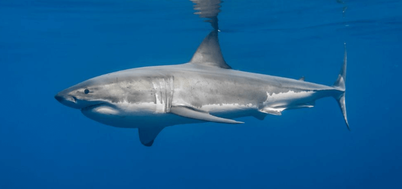 Cute:5uy7zv7omws= Great White Shark