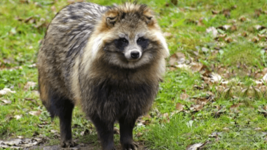 Cute:5ugfz4zvbzc= Tanuki