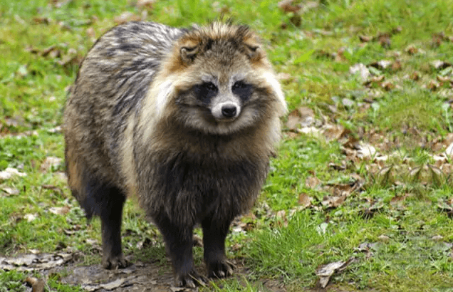 Cute:5ugfz4zvbzc= Tanuki