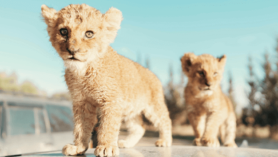 Baby:4erindnul2o= Lions