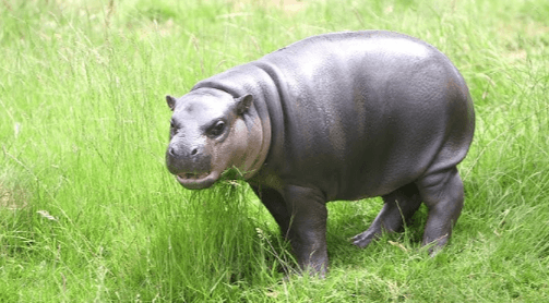 Baby:4fqx7pl43fq= Pygmy Hippo