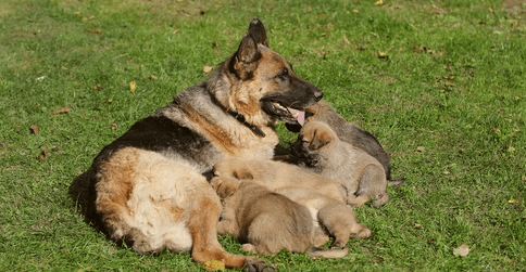 Baby:4ljisyvvgyo= German Shepherd