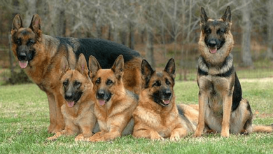 Baby:4ljisyvvgyo= German Shepherd