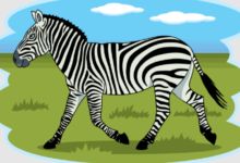 Clipart:Qkzoanv2hvm= Zebra