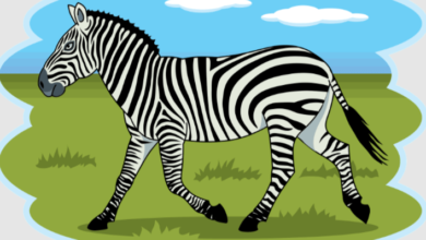 Clipart:Qkzoanv2hvm= Zebra